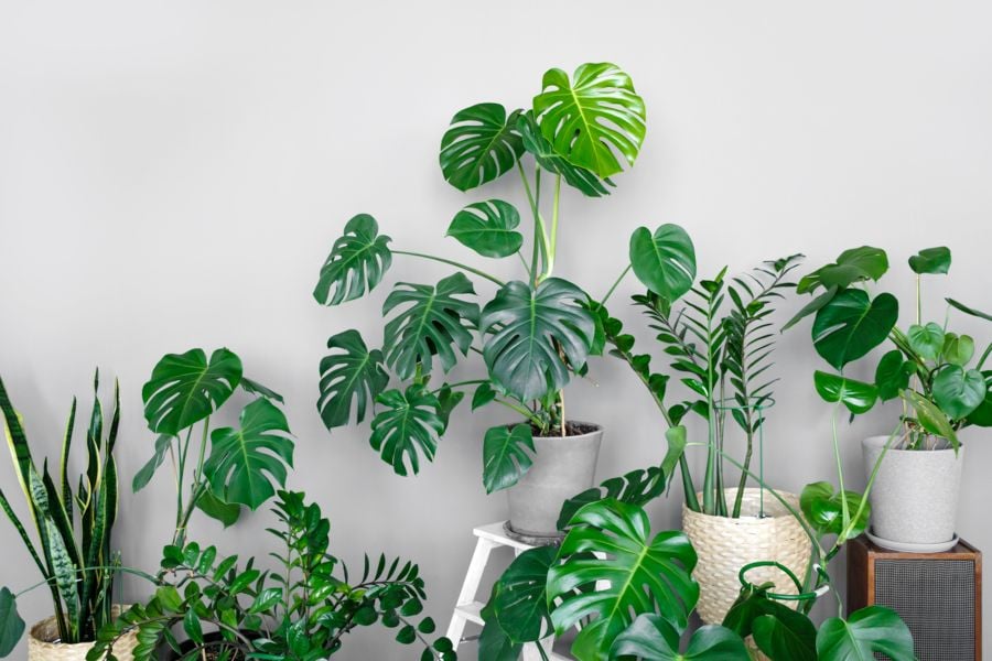 10 Plantas De Interior Grandes E Irresistibles 